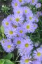 алпийска астра-градинска, снимка 1 - Градински цветя и растения - 38595861