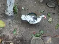 Неми патици юрдечки. , снимка 3