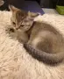 златна чинчила момиче , снимка 8
