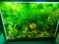 Растения за аквариум и езеро , имам излишни стартирани аквариуми., снимка 10