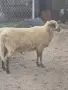 Коч, на 3 години, снимка 2