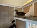 Патици Каролинки, снимка 1