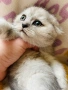 Шотландско клепоухо момиче. Сръбрена чинчила. Scottish fold, снимка 8