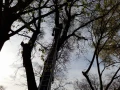 Рязане на високи опасни дървета Косене на тревни площи, снимка 17
