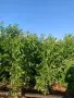Орехови фиданки Чандлър , снимка 7