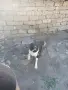  млад Каракачанец, , снимка 2