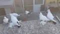 Нюрнбергски чайки, снимка 3