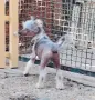 Китайско качулато куче, снимка 4