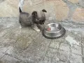 Продавам чихуахуа, снимка 18