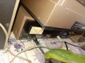 комплект Грамофон,рeсийвър и тонколони Sharp, снимка 7