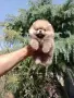 Мъжки мини Померан. , снимка 4