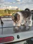 Подарявам малки котета на два месеца. Перник кв Тева., снимка 3