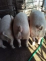 домашни прасета хранени само с домашен фураж тикви и картофи килограми около 120 цена , снимка 1