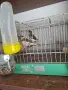 Продавам канарчета, снимка 4
