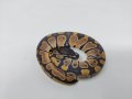 Кралски Питон / Ball Python / Python regius, снимка 3