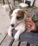 Продавам бебета джак ръсел, снимка 1