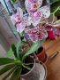 Орхидея, снимка 1 - Стайни растения - 44684344