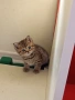 Британско коте , снимка 11