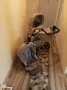 Бебешка количка 2в1 LORELLI RIMINI, снимка 4