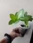 Хоя, hoya densifolia, снимка 1