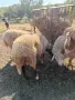Продавам коза и овце, снимка 4