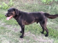 Подарявам мъжки лабрадор , снимка 2