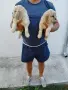 Кокер Шпаньоли А, снимка 6