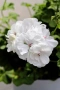 Pelargonium Каскадна моловка,сакъз, снимка 4