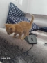 Подарявам малки котета, снимка 1