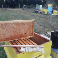 Пчелен мед, снимка 6 - Пчелни продукти - 44651474
