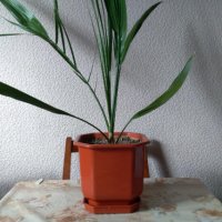Палма-финикова, снимка 7 - Стайни растения - 30844825