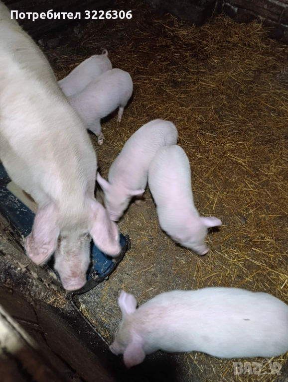 Продавам малки прасета, снимка 1