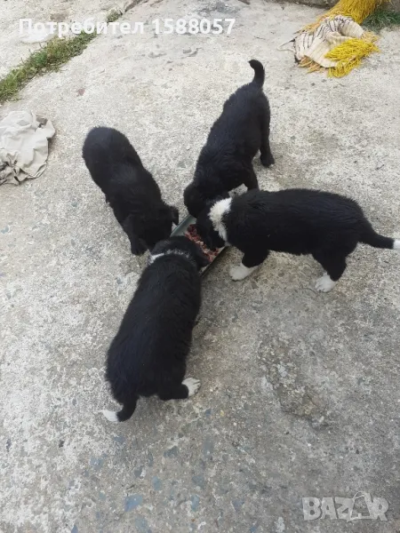 продавам малки кученца пазачи бок на45 дни момчета 3, снимка 1