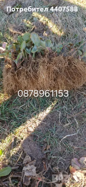 Расзад ягоди и малини , снимка 1