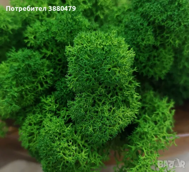 парчета зелен мъх 15 см х 15 см, снимка 1