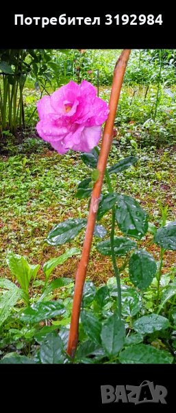 Храстовидна роза , снимка 1