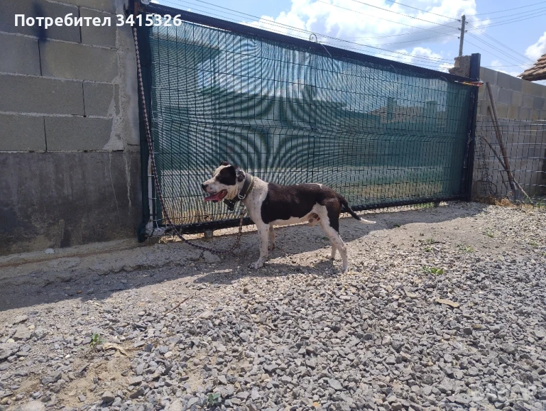 питбул пинчер за разплод , снимка 1