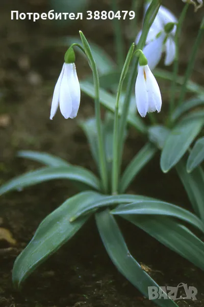 луковици на обикновено кокиче, снимка 1