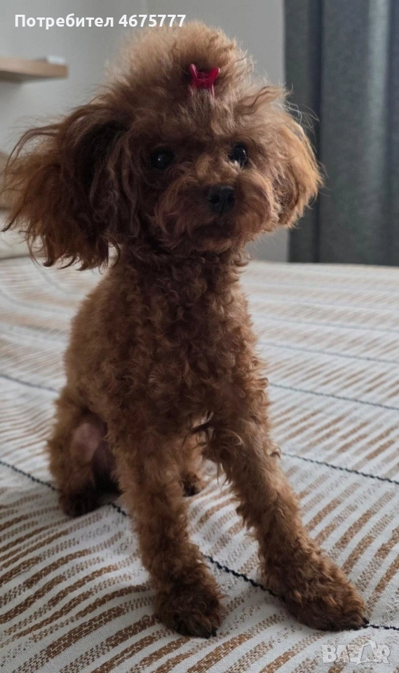 пудел момиченцее, снимка 1