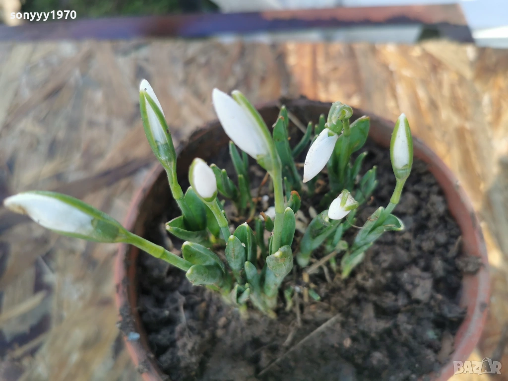 ЕКО КОКИЧЕ-ДОМАШНО 3001261607, снимка 1