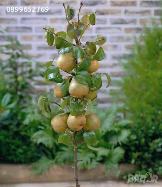 Мини Дръвчета 3 вида. , снимка 1