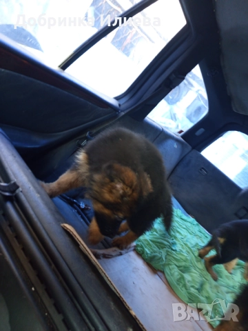 Немски овчарки , снимка 6 - Други - 52058168