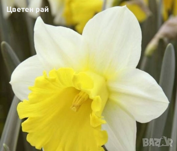 Луковици на нарциси микс 10бр , снимка 6 - Градински цветя и растения - 51559441