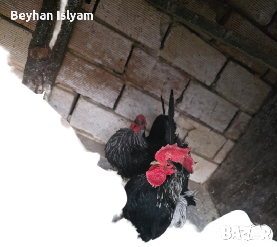 Продават се, снимка 5 - Кокошки и пуйки - 54016404