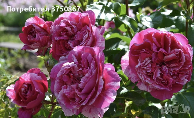 🌹 РОЗА 🌹INES SASTRE® Meiteratol, снимка 4 - Градински цветя и растения - 51189304