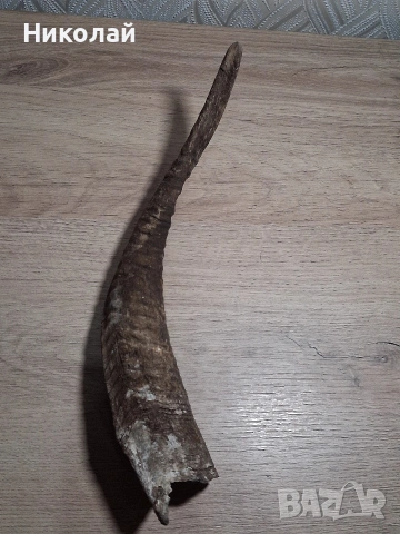 Стар Рог от Коза , снимка 6 - Антикварни и старинни предмети - 54175315