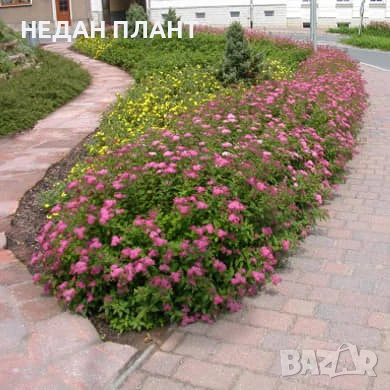 Спирея японика/Spiraea japonica, снимка 2 - Градински цветя и растения - 51047190