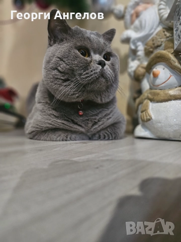 ЧИСТОКРЪВЕН МЪЖКИ БРИТАНЕЦ ЗА РАЗПЛОД