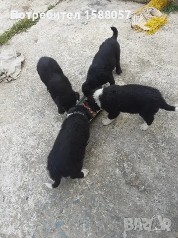 продавам малки кученца пазачи бок на45 дни момчета 3, снимка 1