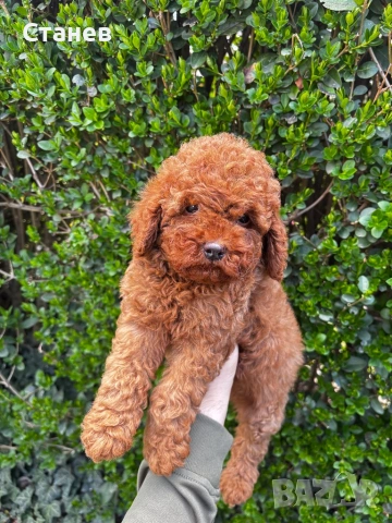 Мини Пудел Момче и Момиче  / Mini Poodle, снимка 3 - Пудели - 53305362